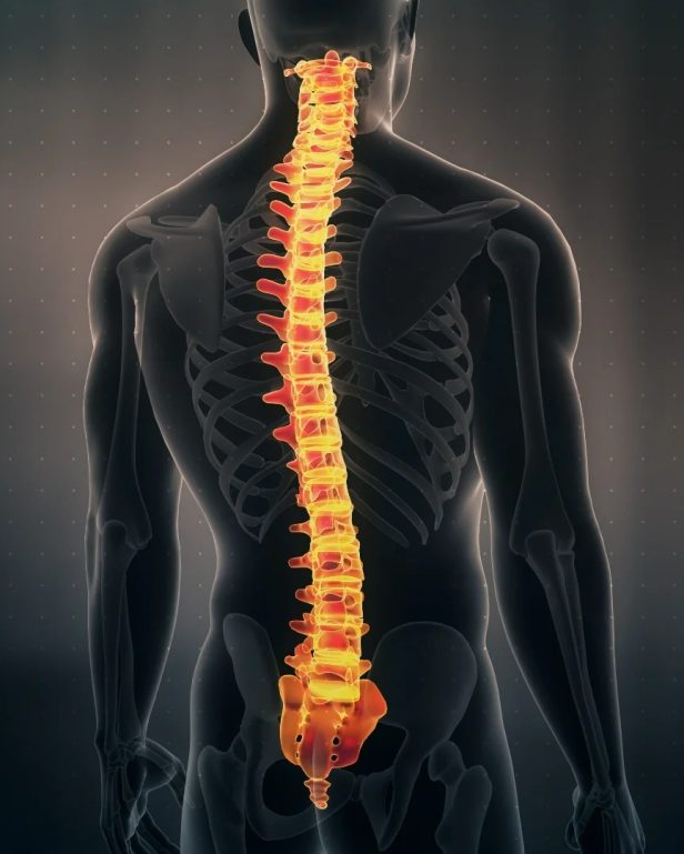 back bone